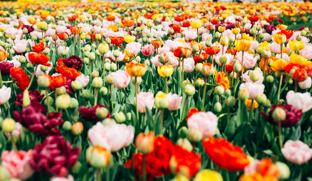 Gardening Trends For 2025