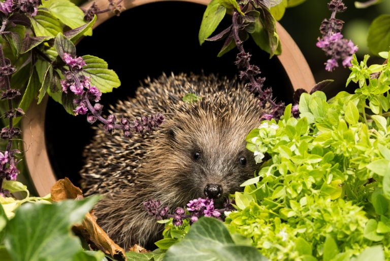 foods you should never feed hedgehogs
