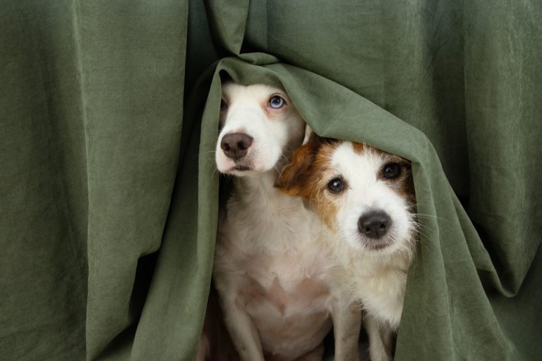 keep pets safe on Bonfire Night